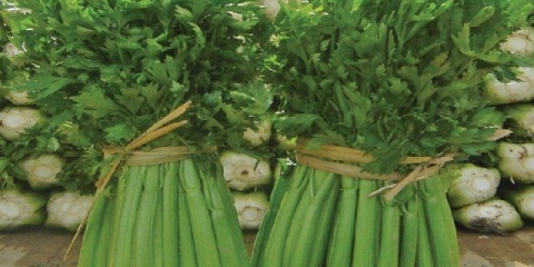 Kako sačuvati list celera za zimu